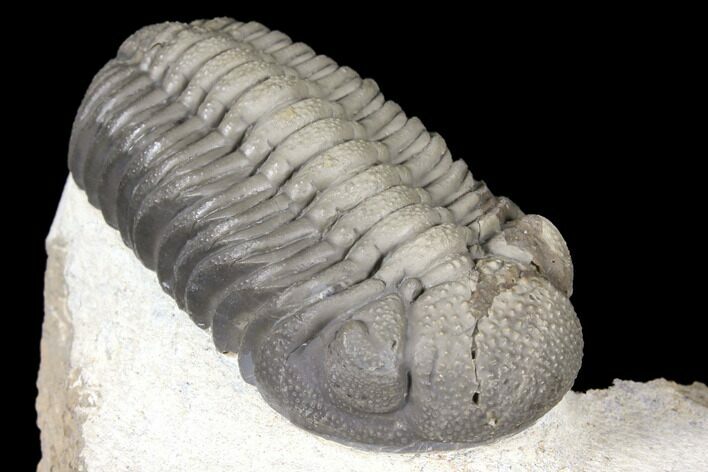 Detailed Morocops Trilobite - Multi-Toned Shell #127022